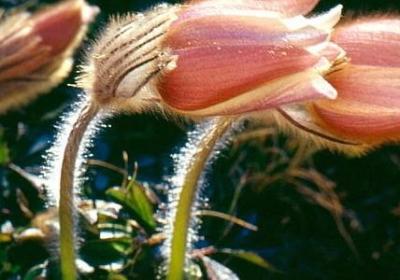 茉莉花的养殖方法和浇水方法视频