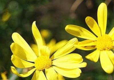 芦荟养殖方法和浇水方法图片