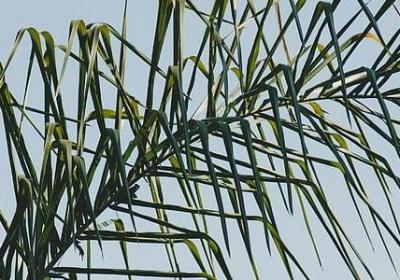 送玫瑰花什么意思