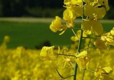 辣木籽的作用和功效