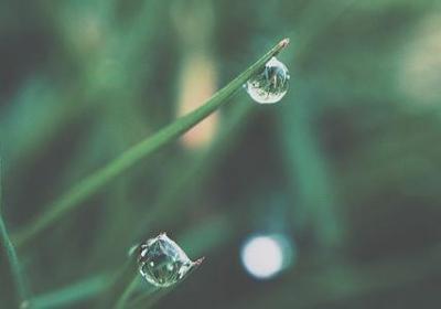 车厘子和樱桃一样吗