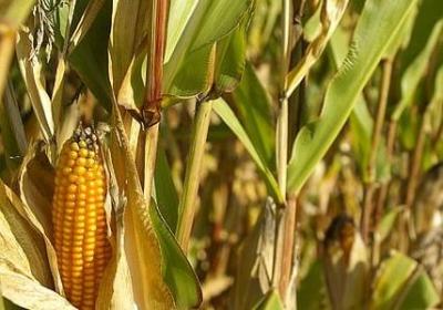 郁金香花语是什么