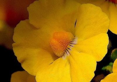 送你一朵山茶花