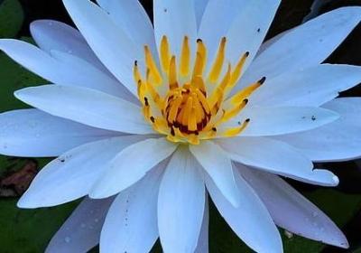 郑州永威森林花语