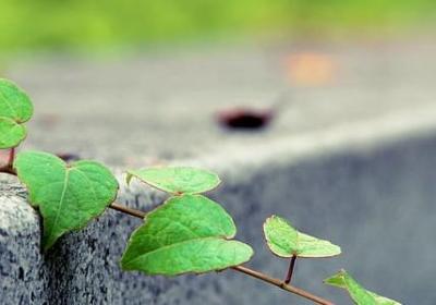 适合卧室养的花