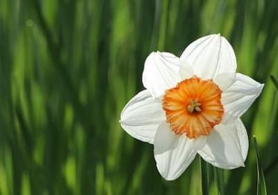 辣椒的种植方法和时间