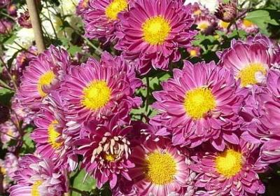 连开二个同学苞