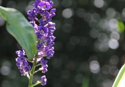 送你一朵玫瑰花