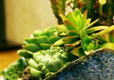 送闺蜜送什么花