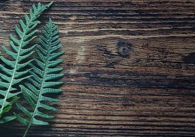 迎春花长什么样