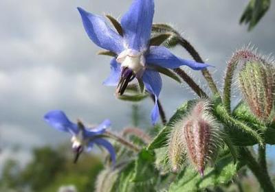 迎春花花语是什么