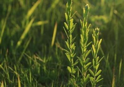 郁金香花有毒吗