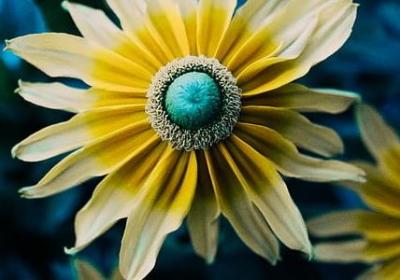 郁金香的花语是什么