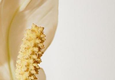 都市花语txt下载