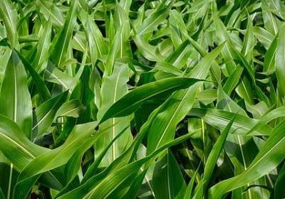 郁金香是什么颜色