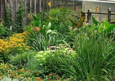 郁金香花语和寓意