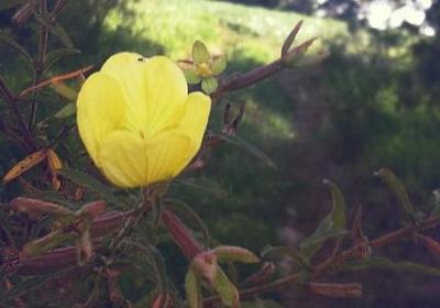 迎春花的养殖方法和注意事项