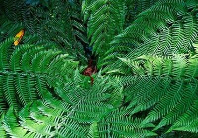 车厘子大小等级