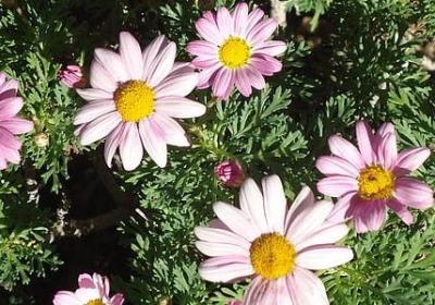 送长辈什么鲜花好