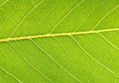 车厘子寒性还是热性