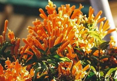 车厘子的清洗方法