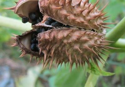 辣椒种子催芽方法