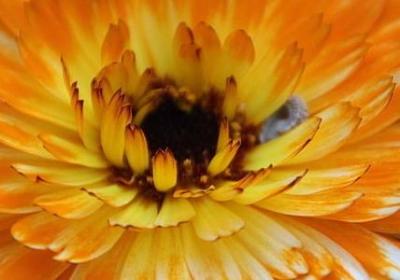 适合送男生的花