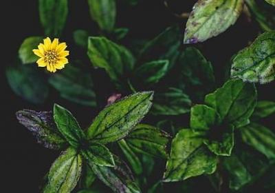 送花送多少朵合适