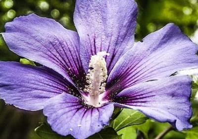 郁金香什么时候种