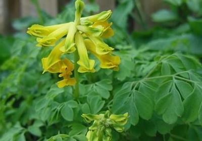 车厘子怎么保存时间长