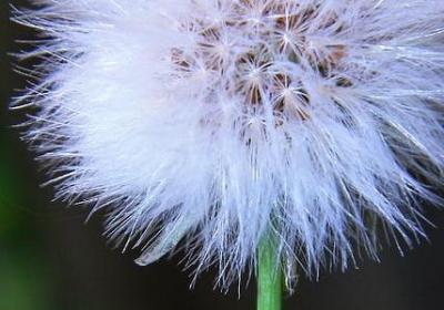 郑州果树研究所