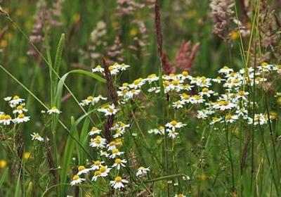 车厘子和樱桃有区别吗