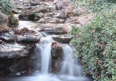 郁金香是哪个国家的国花