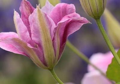 迎春花有几种颜色