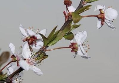 郁金香花语象征与寓意