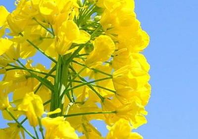 过期牛奶可以浇花吗