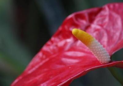 送洋桔梗的禁忌