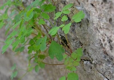 都市花语全文阅读