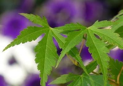 郁金香什么时候开花