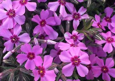 适合送女生的花