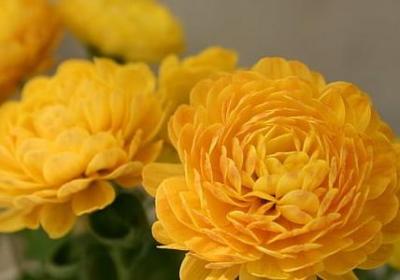 辛夷花是什么花