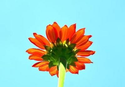 转运竹的养殖方法和注意事项