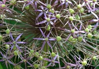 送男生什么花比较好