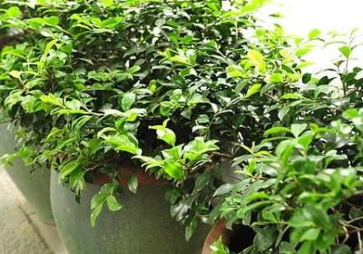 郁金香长什么样子