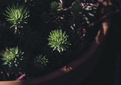 适合送男朋友的花