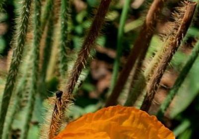 辣椒有多少品种