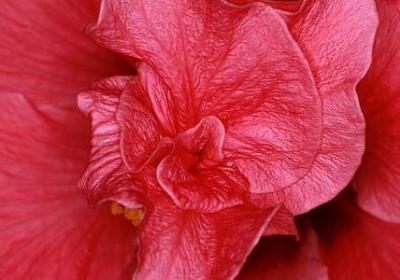 郁金香能活多久