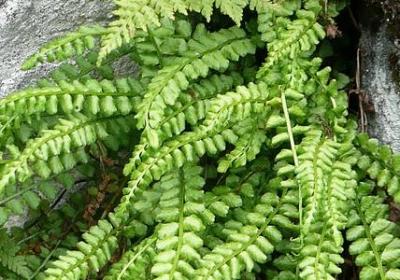 郁金香怎么繁殖