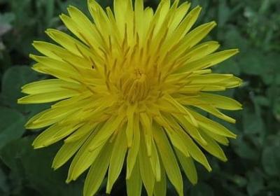 郁金香适合送什么人