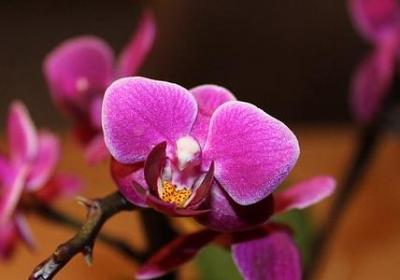 送病人送什么花好